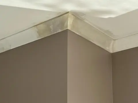 An internal corner where two cornice runs meet, the mitre filled and set by hand before sanding.